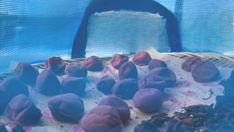 梅干し、土用干し、野菜干しネット